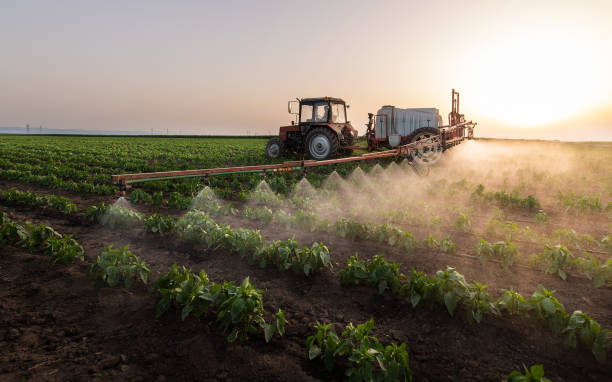 Best Ant Control Services  in Sho Creek, AL