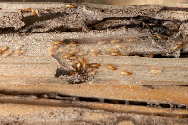 Best Affordable Pest Control Services  in Sho Creek, AL